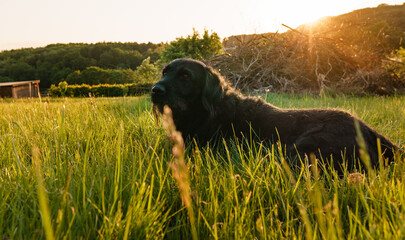 black labrador retriever