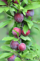Large ripe plum fruits on a tree branch close up