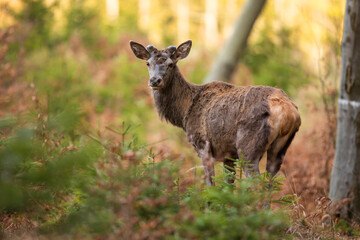 Fototapeta premium Red deer, cervus elaphus, observing in woodland in springtime nature. Wild mammal with antlers wrapped in velvet standing inside forest. Stag looking in wilderness.