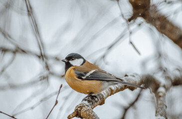 Great tit on birch branch during snowfall, close up, Parus major. Tit sits on a tree branch in the forest