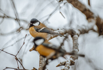 Great tit on birch branch during snowfall, close up, Parus major. Tit sits on a tree branch in the forest