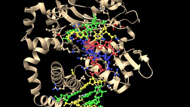 DNA polymerase &mu; reactant complex, 10 mM Mg2+, at 7.5-45 min, animated 3D simulation with close-up, cartoon model, black background