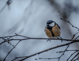 Great tit on birch branch during snowfall, close up, Parus major. Tit sits on a tree branch in the forest