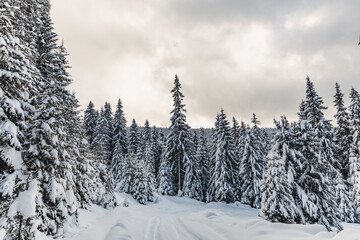 Fairytale winter landscape in the pine forest