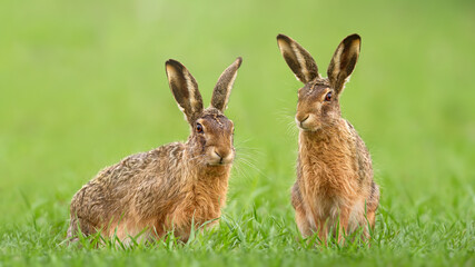 Two brown hares, lepus europaeus, sitting in green grass on a meadow in springtime. Couple of wild animals looking into camera on a vivid field. Concept of love between mammal during Easter.
