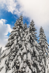 Splendid Alpine scenery in winter. Fantastic frosty afternoon in forest