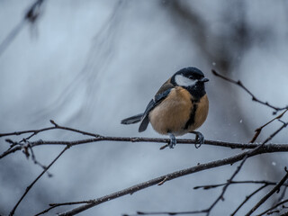Great tit on birch branch during snowfall, close up, Parus major. Tit sits on a tree branch in the forest