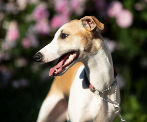 beautiful whippet is sitting in the garden and flowers roses, close-up portrait of a dog