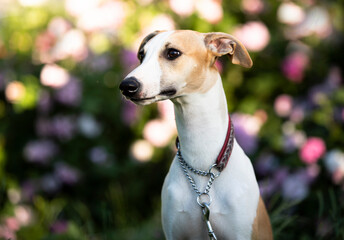 beautiful whippet is sitting in the garden and flowers roses, close-up portrait of a dog