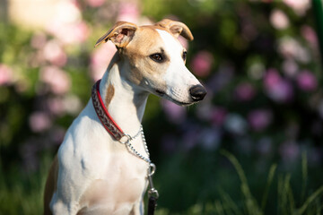 beautiful whippet is sitting in the garden and flowers roses, close-up portrait of a dog