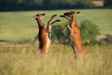 Two red deer, cervus elaphus, fighting on meadow in summertime nature. Pair od hinds standing...