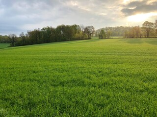 Fototapeta premium Feld im Sonnenuntergang