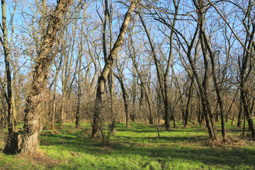 leafless trees in forest at sunny day