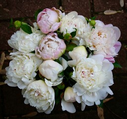 Peony Circle