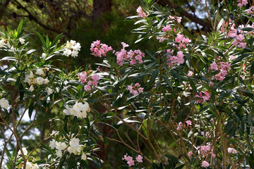 Pink and white oleander flowers. Selective focus.