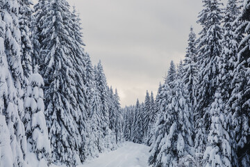 Splendid Alpine scenery in winter. Fantastic frosty afternoon in forest