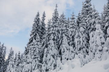 Fairytale winter landscape in the pine forest
