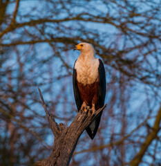 african fish eagle sitting on branch during sunrise