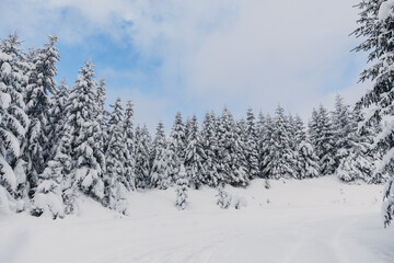 Winter landscape with pine forest