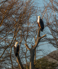 african fish eagle sitting on branch during sunrise