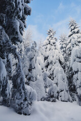 Winter landscape with pine forest
