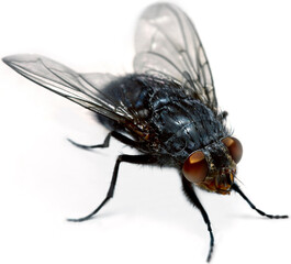 Mosca