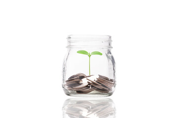 coins money inside transparent piggy saving jar with plant ,investment profit and dividend money saving concept.