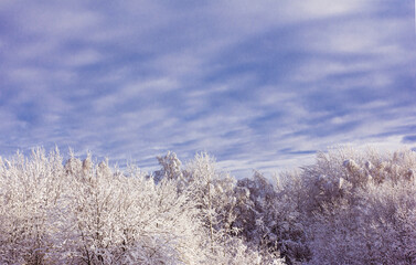 Winter Landscape with Snow and Trees, tree branches in the snow, winter fairy tale
