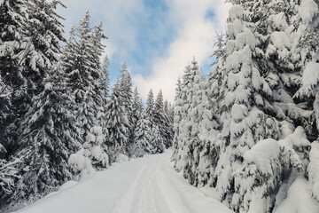 Winter landscape with pine forest