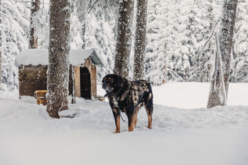 Domestic dog tied to a cage during the winter in the mountains