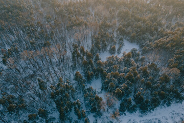 Beautiful winter forest with a drone, near the city
