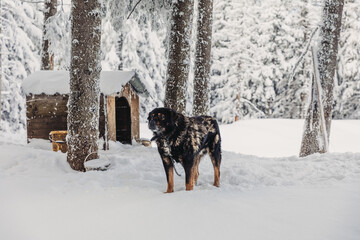 Domestic dog tied to a cage during the winter in the mountains