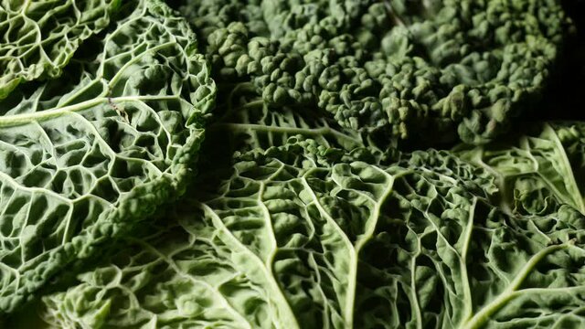 fresh green leaves of a savoy cabbage head 