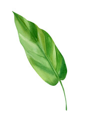 Tropical green leaf, watercolor flora element 