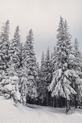 Winter landscape with pine forest