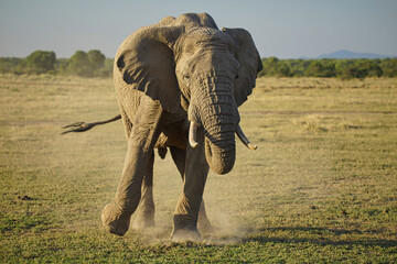 One elephant danced and waved its tail, kicking up dust on the grass. Large numbers of animals...