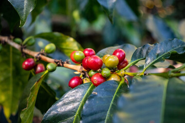 Frutos de café cosecha de café
