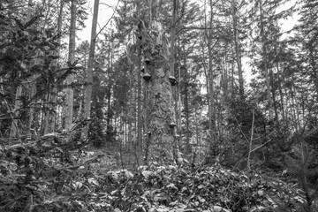 Schwarz weiß Bild  Alter verwitterter abgestorbener und umgeknickter Baum Baumstamm mit Moos bewachsen und Baumpilze in einem Wald, Deutschland