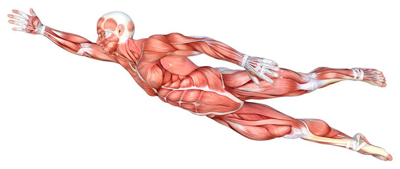 3D Rendering Male Anatomy Figure on White