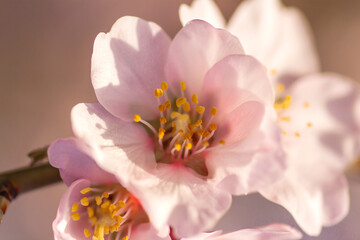 Almond tree blossom