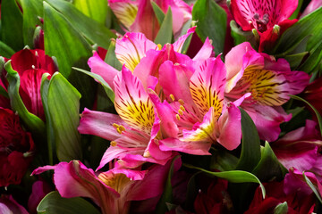  Pink alstroemeria close up