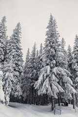 Winter landscape with pine forest