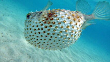 Fish hedgehog. Yellow-spotted cyclicht - grows up to 34 cm, feeds on crustaceans and molluscs. In case of danger, it takes the form of a ball, bristling spines.

