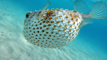 Fish hedgehog. Yellow-spotted cyclicht - grows up to 34 cm, feeds on crustaceans and molluscs. In...