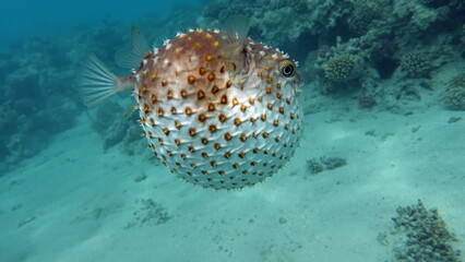 Fish hedgehog. Yellow-spotted cyclicht - grows up to 34 cm, feeds on crustaceans and molluscs. In...