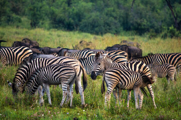 Fototapeta na wymiar Herd of zebra with nursing foal in the front