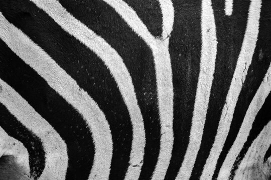 close up of zebra hide with stripes