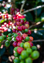 Frutos de café cosecha de café