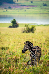 Mother zebra standing over lying down foal with grass and lake in the background