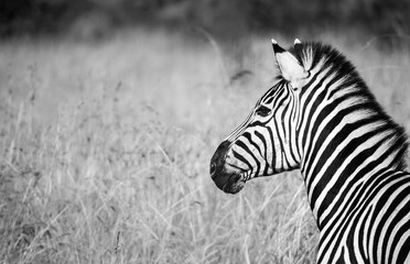 Fototapeta na wymiar Black and white image of zebra head portrait with copy spacy on left